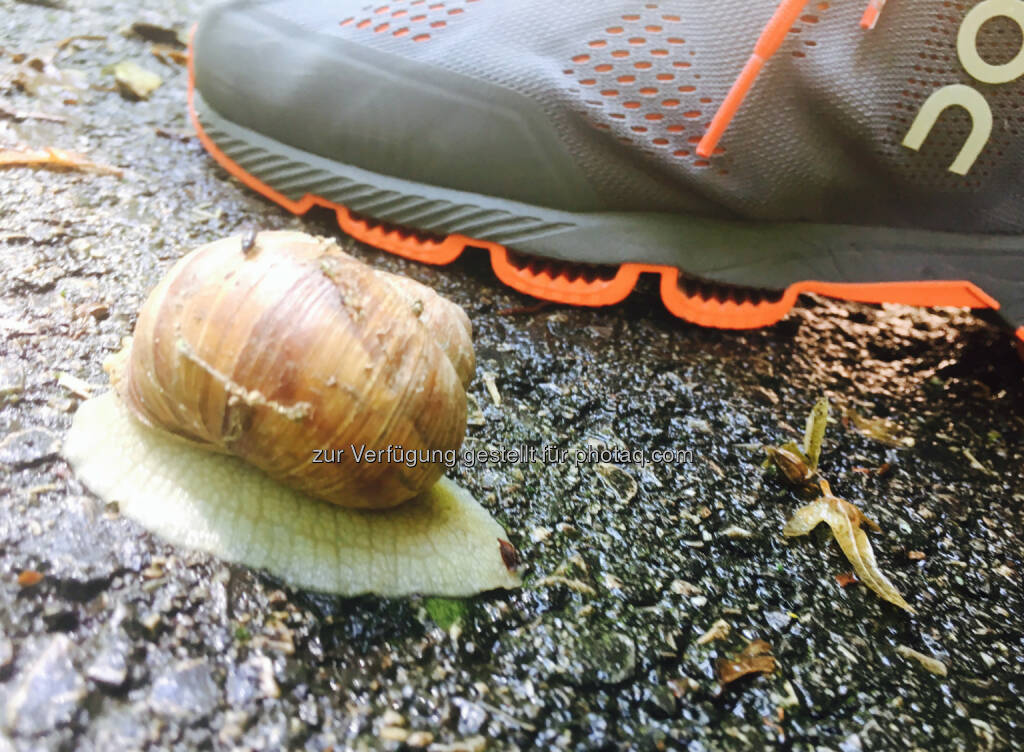 Wienerwaldschnecke getroffen (09.07.2016) 