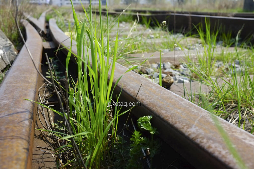 Weiche, Gras (21.04.2013) 