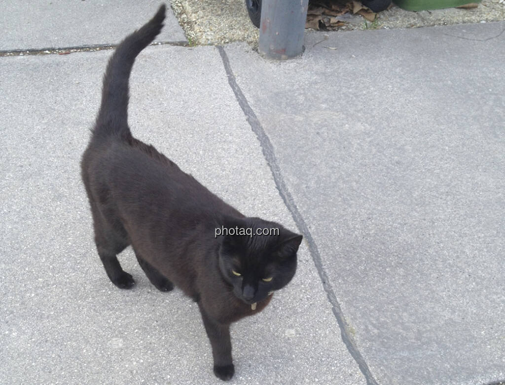 Schwarze Katze, schwarzer Kater (21.04.2013) 