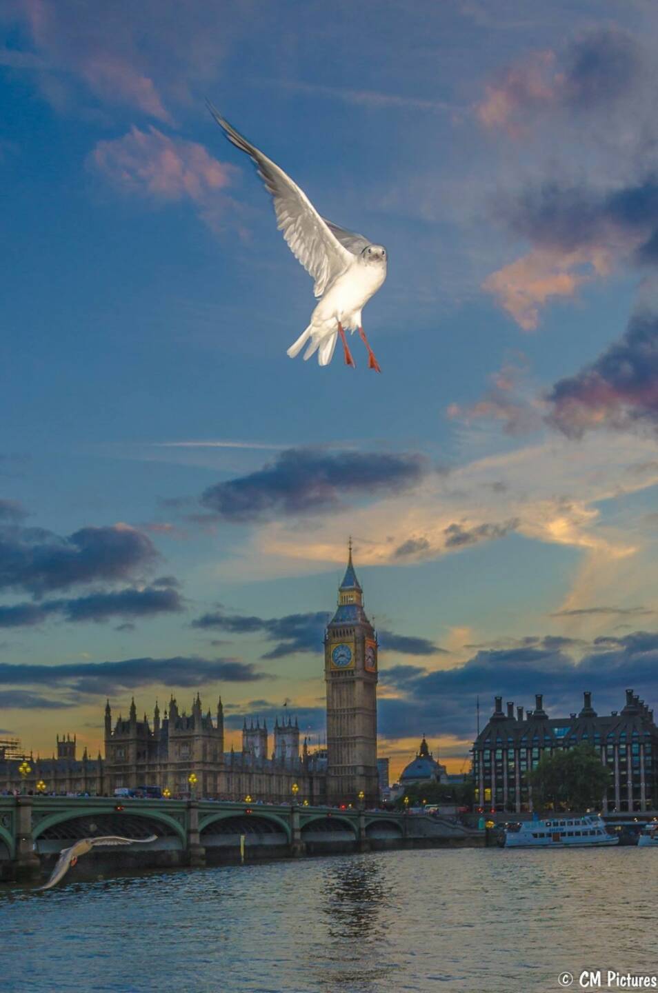 London Vogel Themse by Christian Mayerhofer