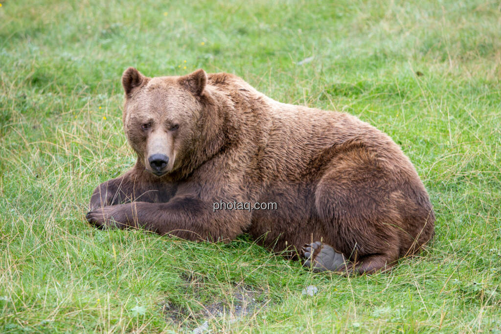 Bär, © Martina Draper (24.08.2016) 