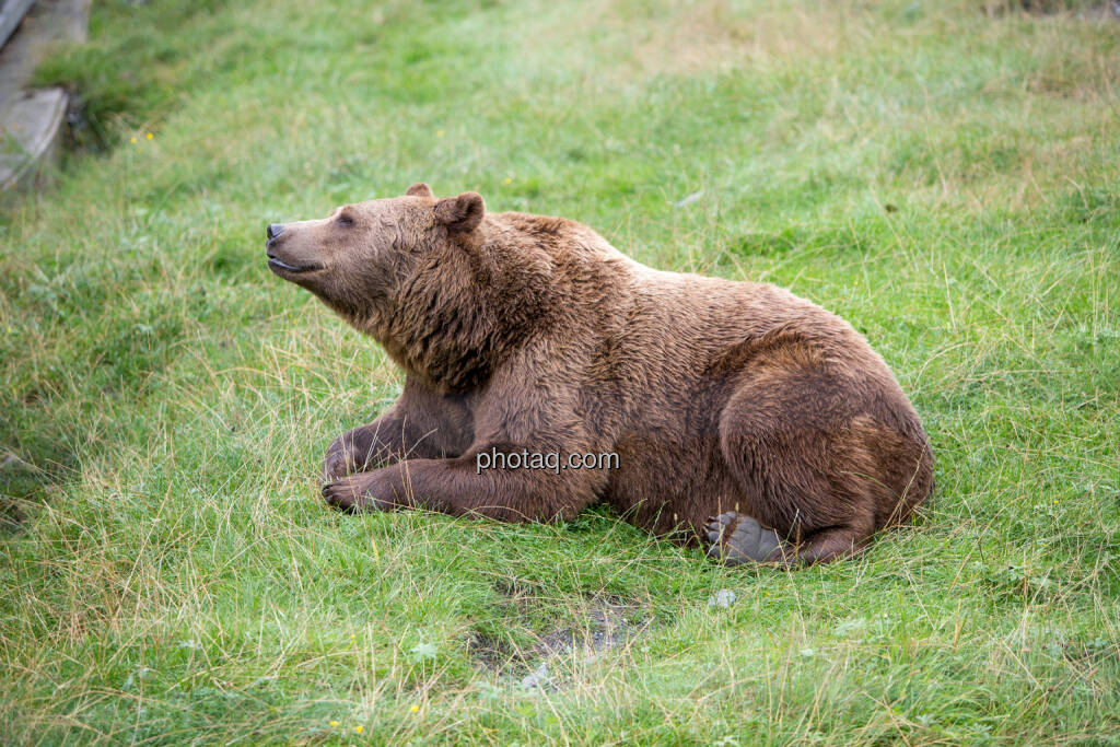 Bär, © Martina Draper (24.08.2016) 