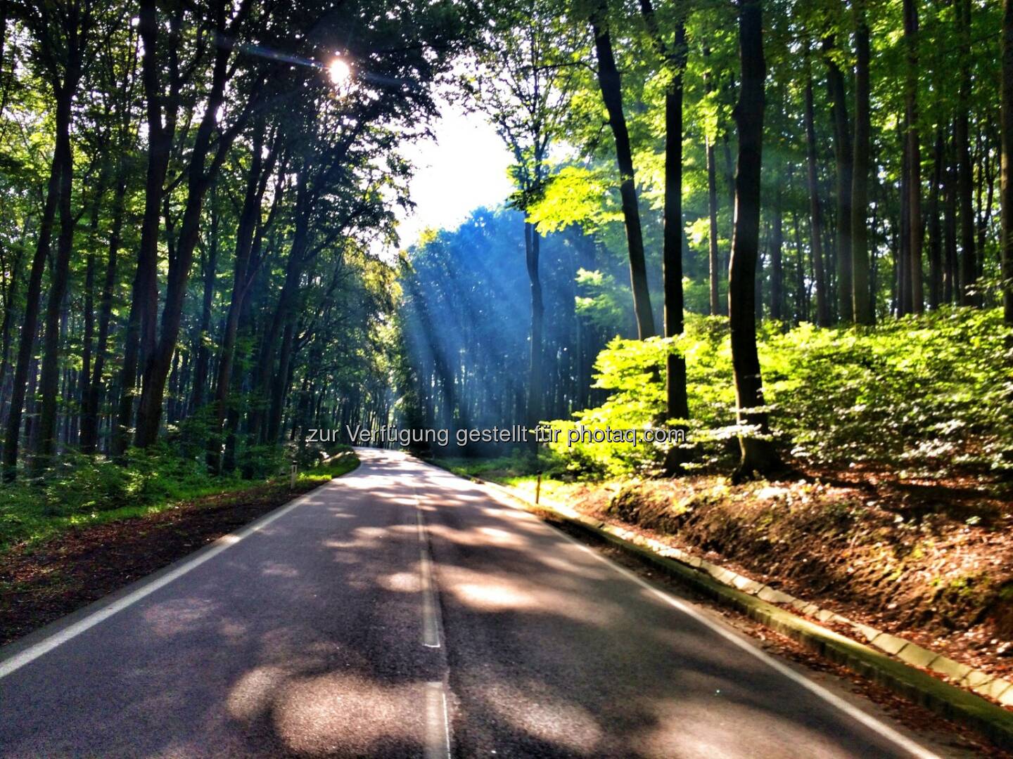 Wald, Straße, Weg, Sonne