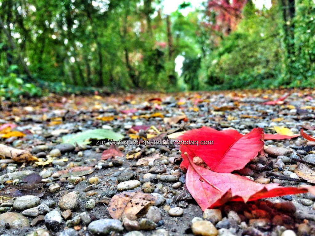 Herbst, Blatt, Wald (05.10.2016) 