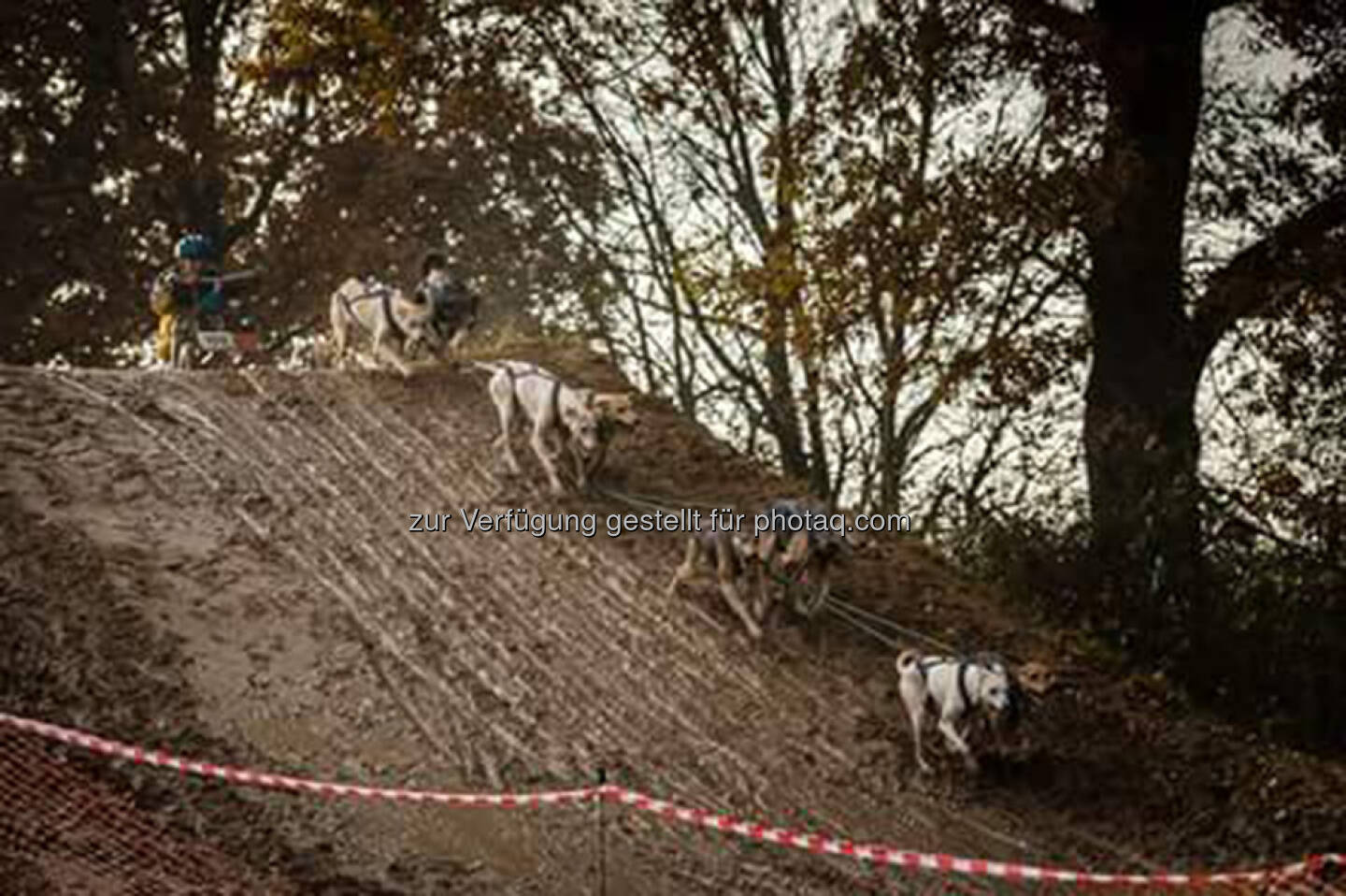 Cani Cross, Hunde