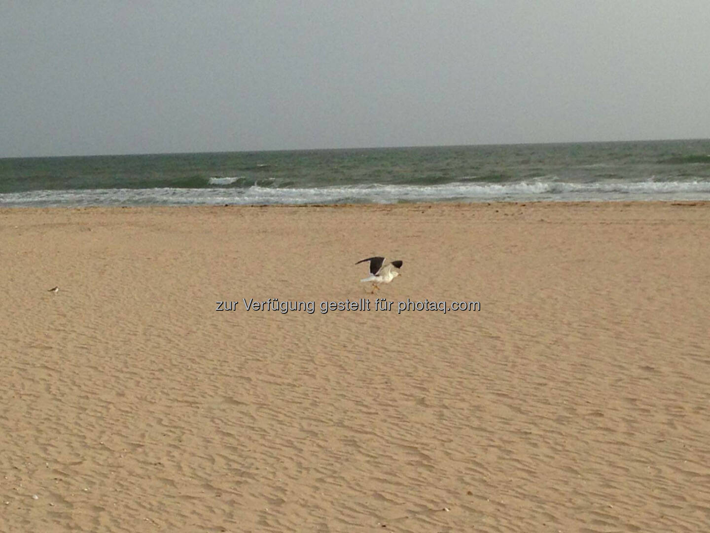 Portugal, Strand, Möwe, einsam