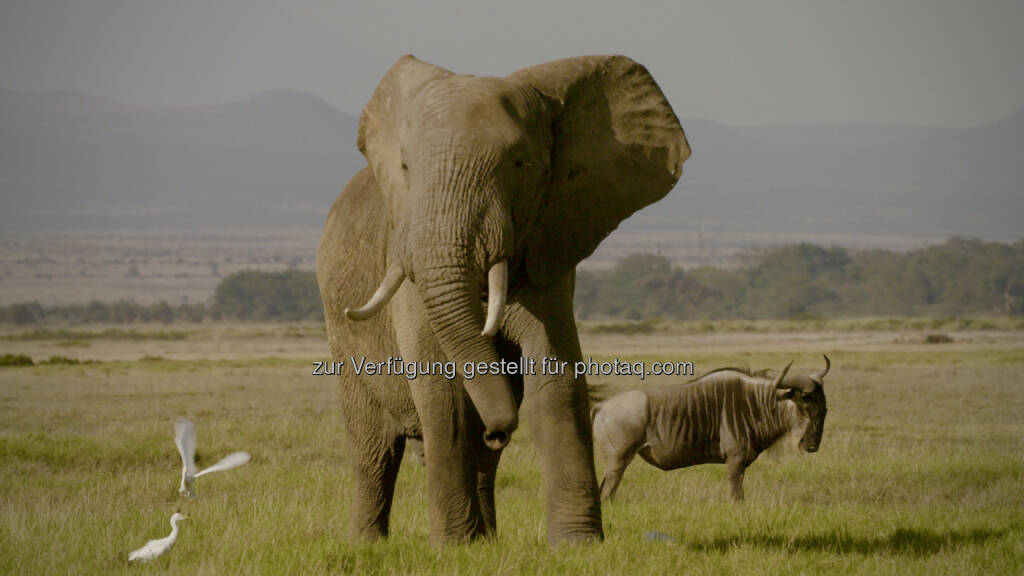 Kenya/Amboseli elephant with wilderbeast - Terra Mater Factual Studios GmbH: Cinema for Peace Award an Terra Mater Factual Studios (Fotocredit: © Terra Mater Factual Studios_Tobias Cords), © Aussender (14.02.2017) 