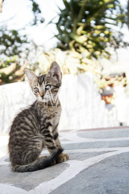 Katze, © Martina Draper (12.05.2013) 