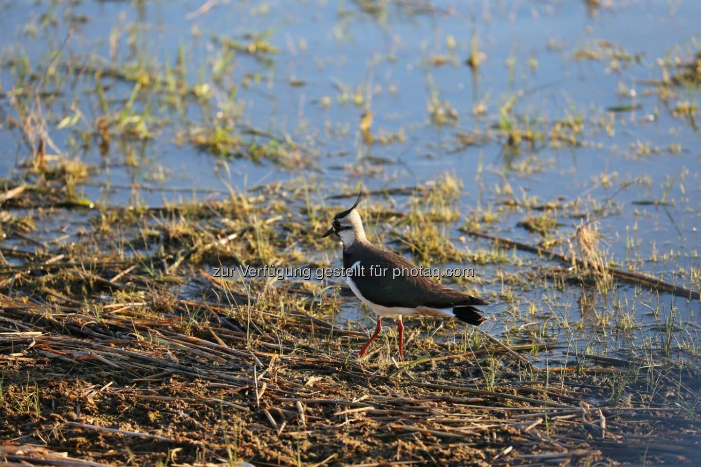 St. Martins Therme und Lodge: „Der frühe Vogel fängt den Wurm“ (Fotocredit: St. Martins Therme & Lodge/ Ronald Knapp)