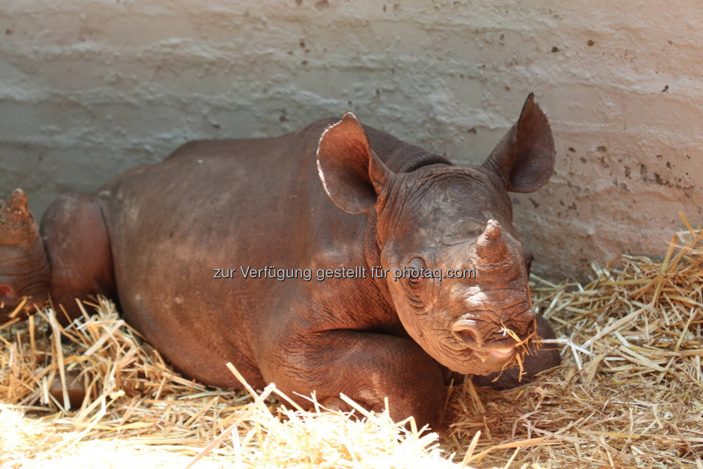 Ein Nashornwaise in der von VIER PFOTEN unterstützten Station Thula Thula in Südafrika - VIER PFOTEN: Nashornbabys in südafrikanischer Waisenstation grausam getötet (Fotocredit: Thula Thula)