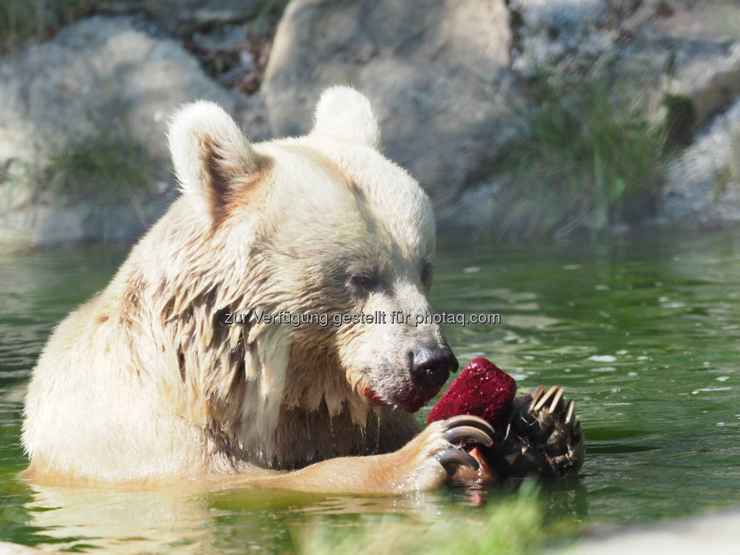 Bärin Liese im Teich mit einem Stück gefrorener Marmelade - VIER PFOTEN: „Leb wohl, Liese! Wir werden dich nie vergessen.“ (Fotocredit: VIER PFOTEN)