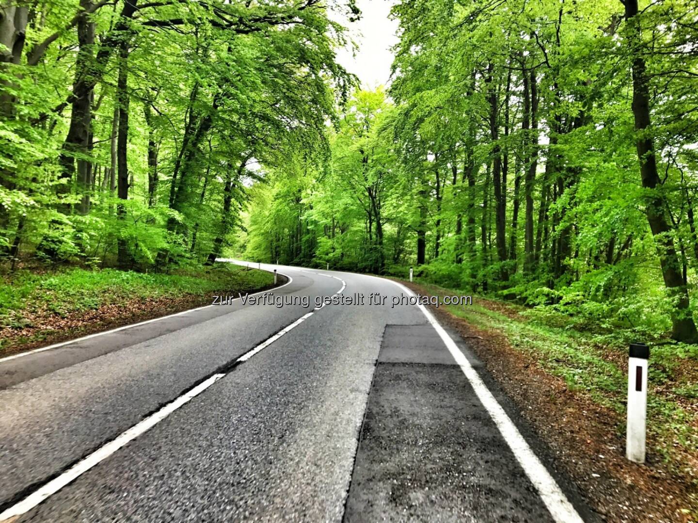 Straße, Wald