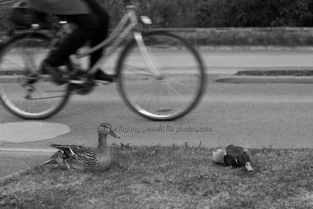 Fahrräder in schön - cycle and the city by Agnes Nebehay http://www.agnes-nebehay.com (20.05.2013) 