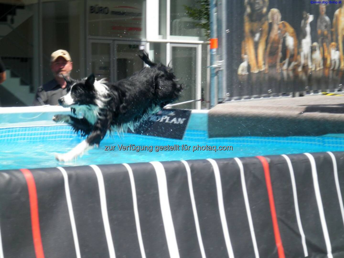 Österreichischer Kynologenverband - ÖKV: Der sommerliche Ferientipp für das Burgenland (Fotocredit: dogdiving.at)