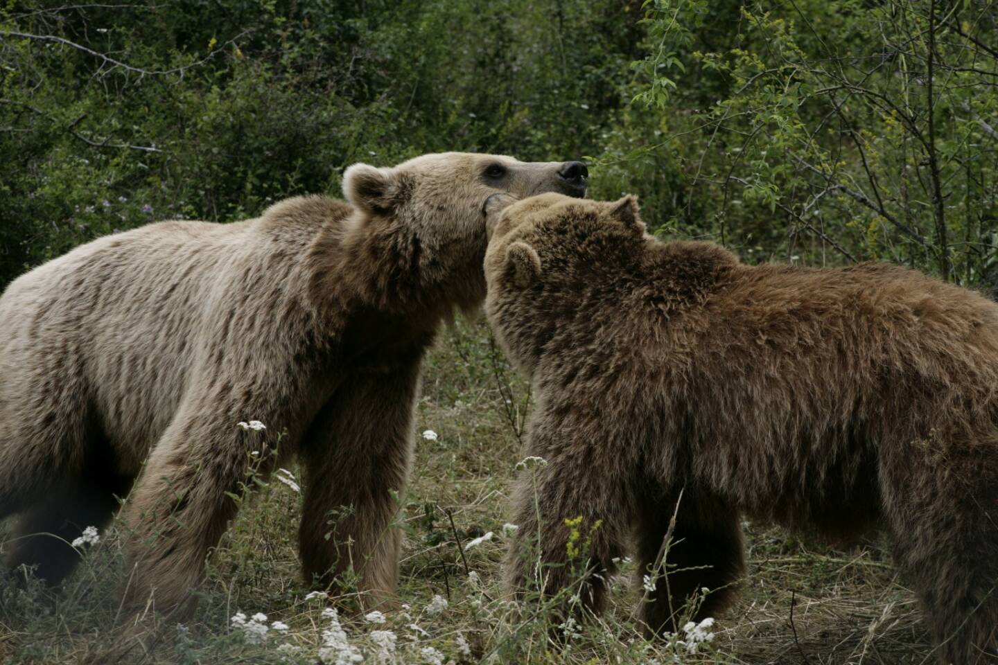 Vier Pfoten: Zwei der ehemals traurigsten Bären Albaniens sind nun vereint, Fotocredit: Vier Pfoten