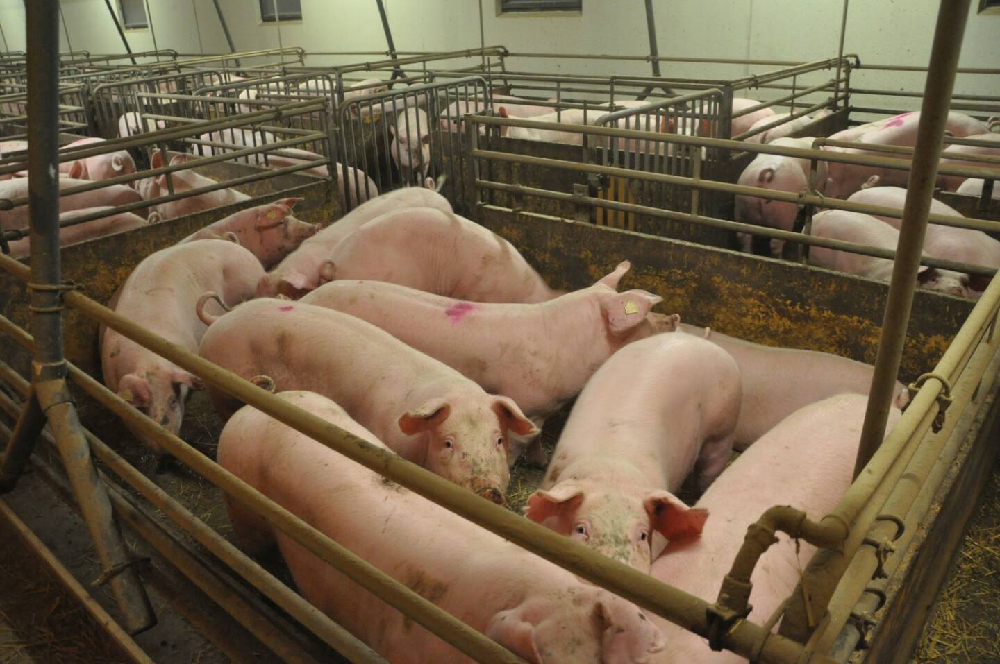 VIER PFOTEN: Schluss mit den schmerzhaften Eingriffen an Schweinen, Schweine, Foto: CIWF