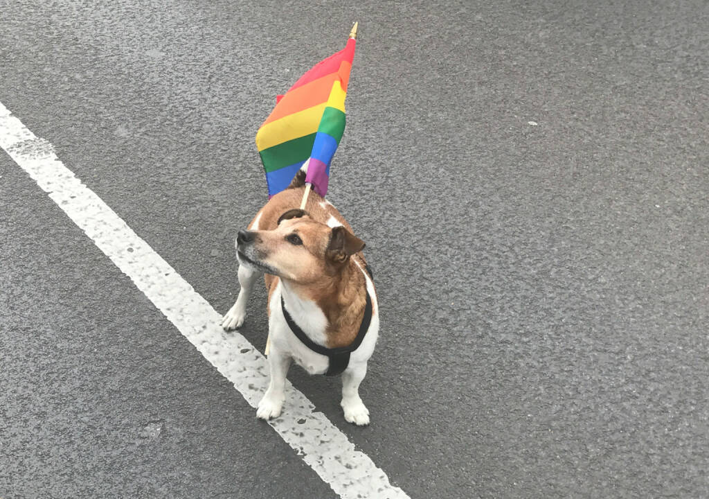 Hund Regenbogenparade 2017 Wien, © diverse photaq (30.07.2017) 