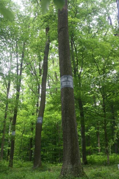 Naturbestattung GmbH: Naturbestattungsanlage „Wald der Ewigkeit“ in Gießhübl (NÖ), Bäume, Wald, grün, Fotocredit: Naturbestattung GmbH (22.08.2017) 