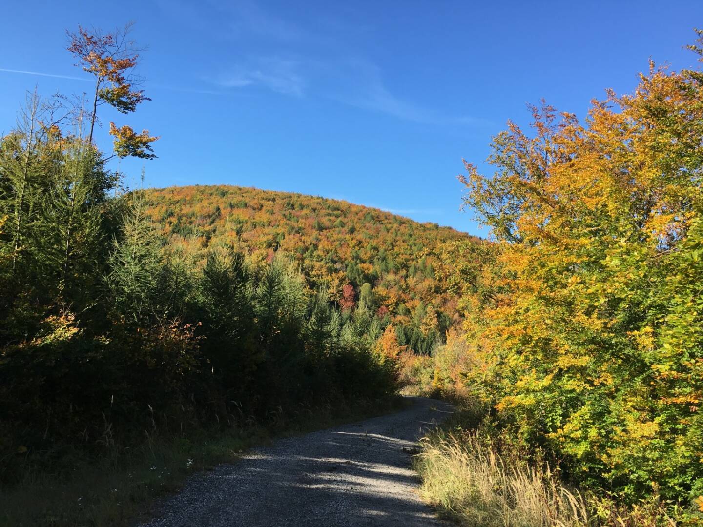 Herbst, Wald, bunt, bunte Blätter, Wienerwald