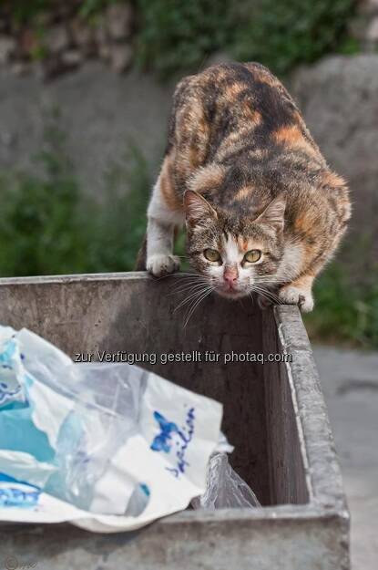 Katze, Müllcontainer; Türkei, Istanbul, © Herlinde Wagner (02.06.2013) 