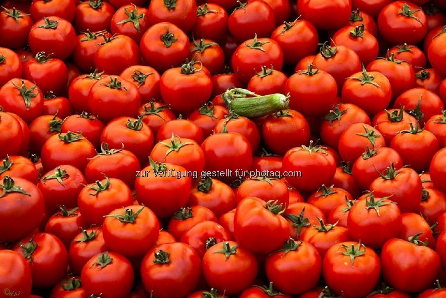 Paradeiser, eine Gurke; Türkei, Istanbul