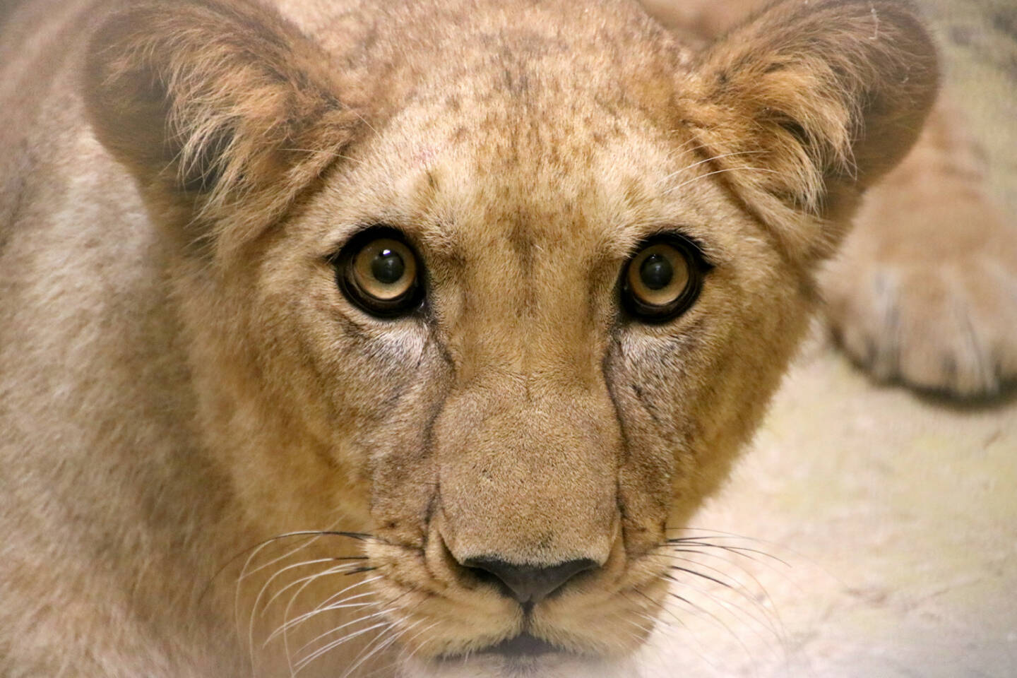 Tierwelt Herberstein: Löwin Amira – eine Prinzessin für den König; Zu den beiden Löwen Caesar und Simba hat sich mit Löwin Amira ein Weibchen gesellt; Fotocredit:Tierwelt Herberstein