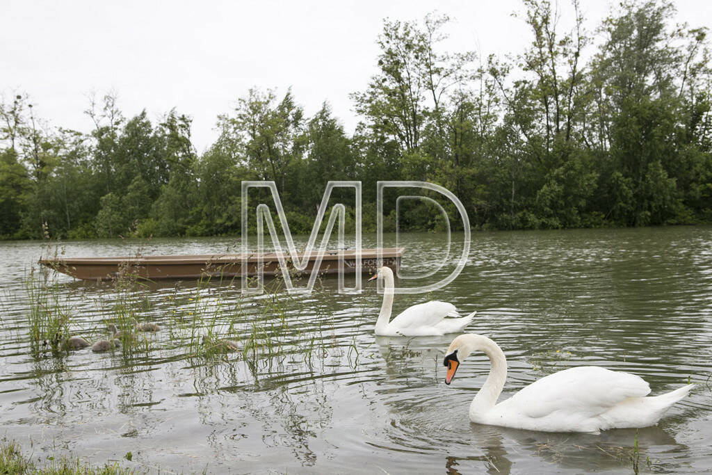 Hochwasser, Greifenstein, Schwäne, © Martina Draper (03.06.2013) 