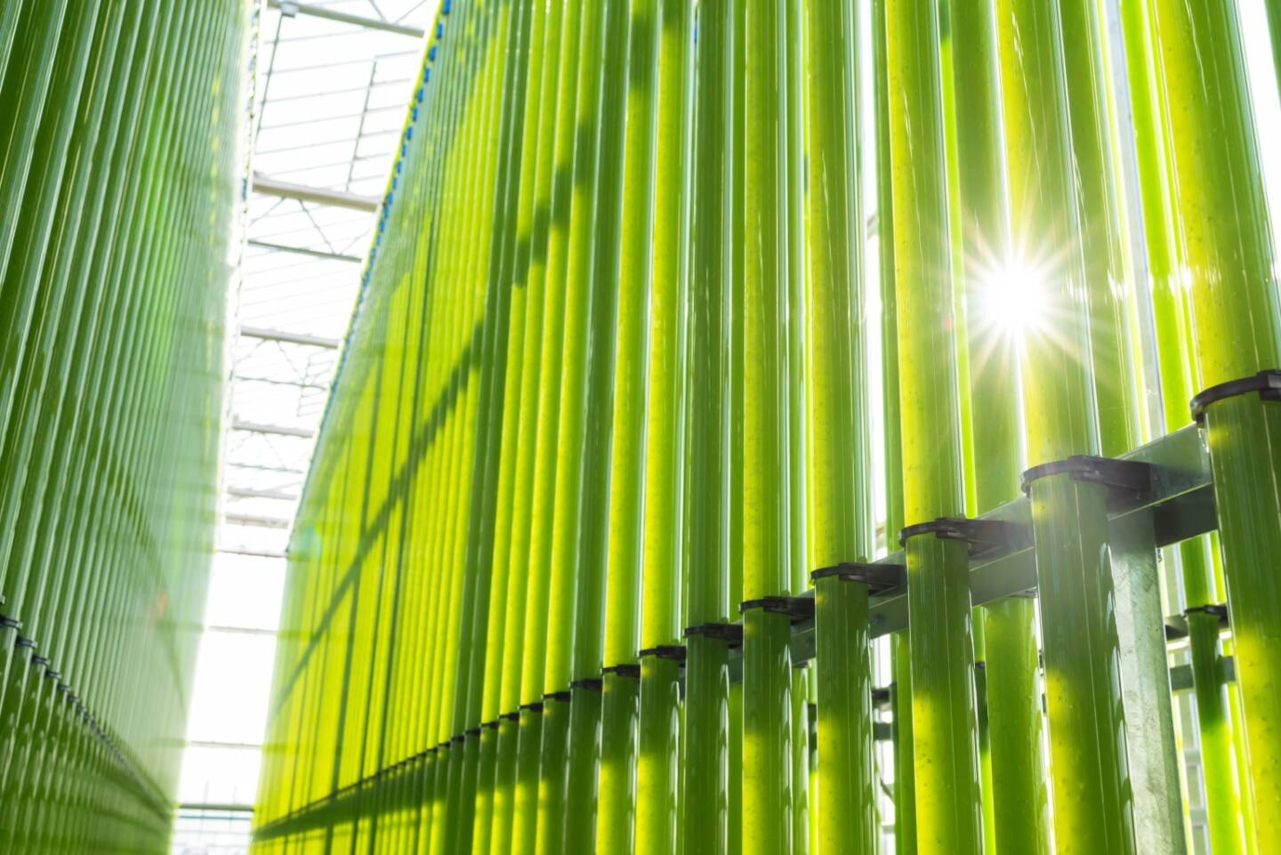 Einen zukunftweisenden Schritt setzte heute die eparella GmbH, eine Tochter der ecoduna AG, bei der Mikroalgenproduktion im industriellen Maßstab. Nach erfolgreichen Jahren der Forschung und Entwicklung ist nun, nach 11 Monaten Bauzeit, auf einer Fläche von über 10.000m2 eines der weltweit größten Mikroalgen-Wachstumssysteme entstanden. Insgesamt soll nach dem Vollausbau - im Jahr 2021 - eine Kapazität von bis zu 300t Biomasse generiert werden; in der derzeitigen Ausbaustufe sind es jährlich 100t trockene Algenbiomasse. Die Baukosten betrugen 18 Mio. Euro. Bild: ecoduna