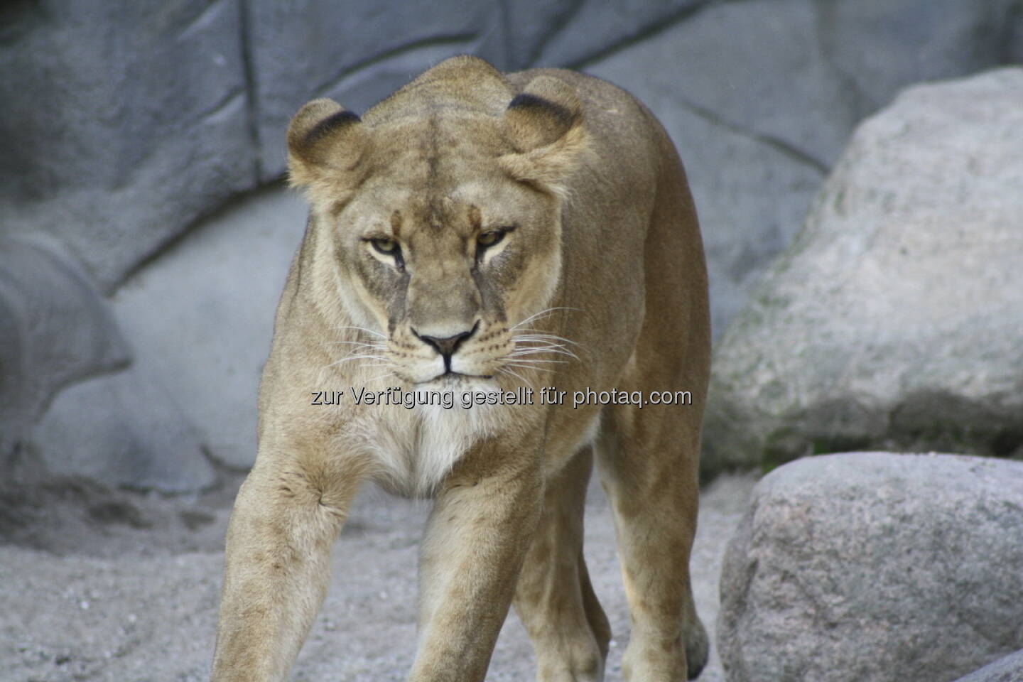 Löwen im Tierpark Hagenbeck in Hamburg 