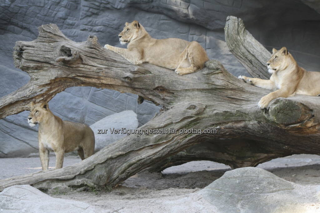 Löwen im Tierpark Hagenbeck in Hamburg , © Birgit Zabel (11.06.2013) 