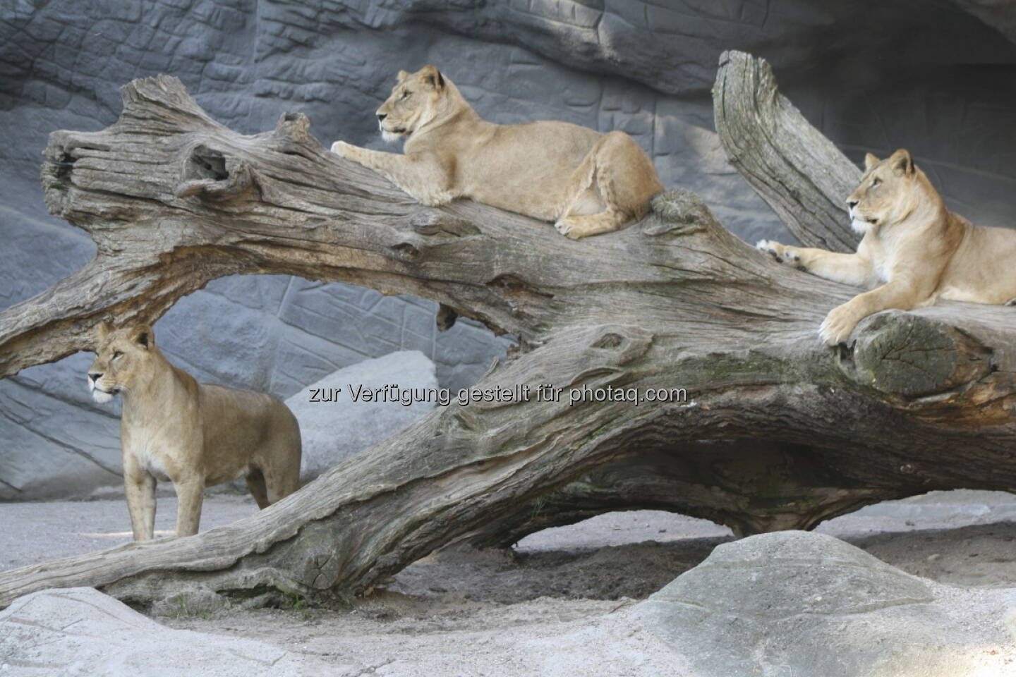 Löwen im Tierpark Hagenbeck in Hamburg 