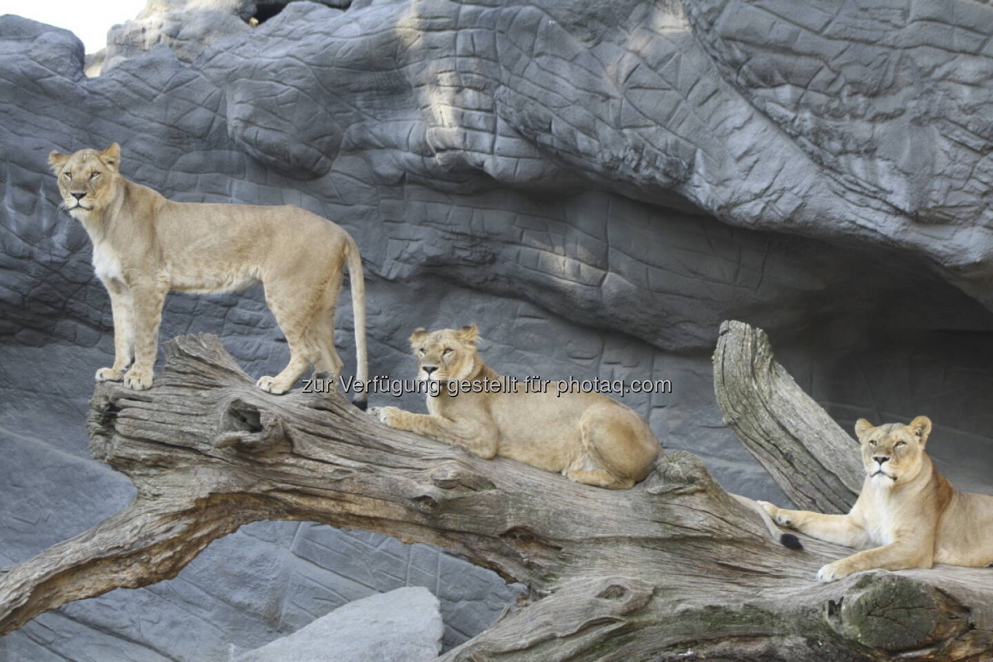 Löwen im Tierpark Hagenbeck in Hamburg 