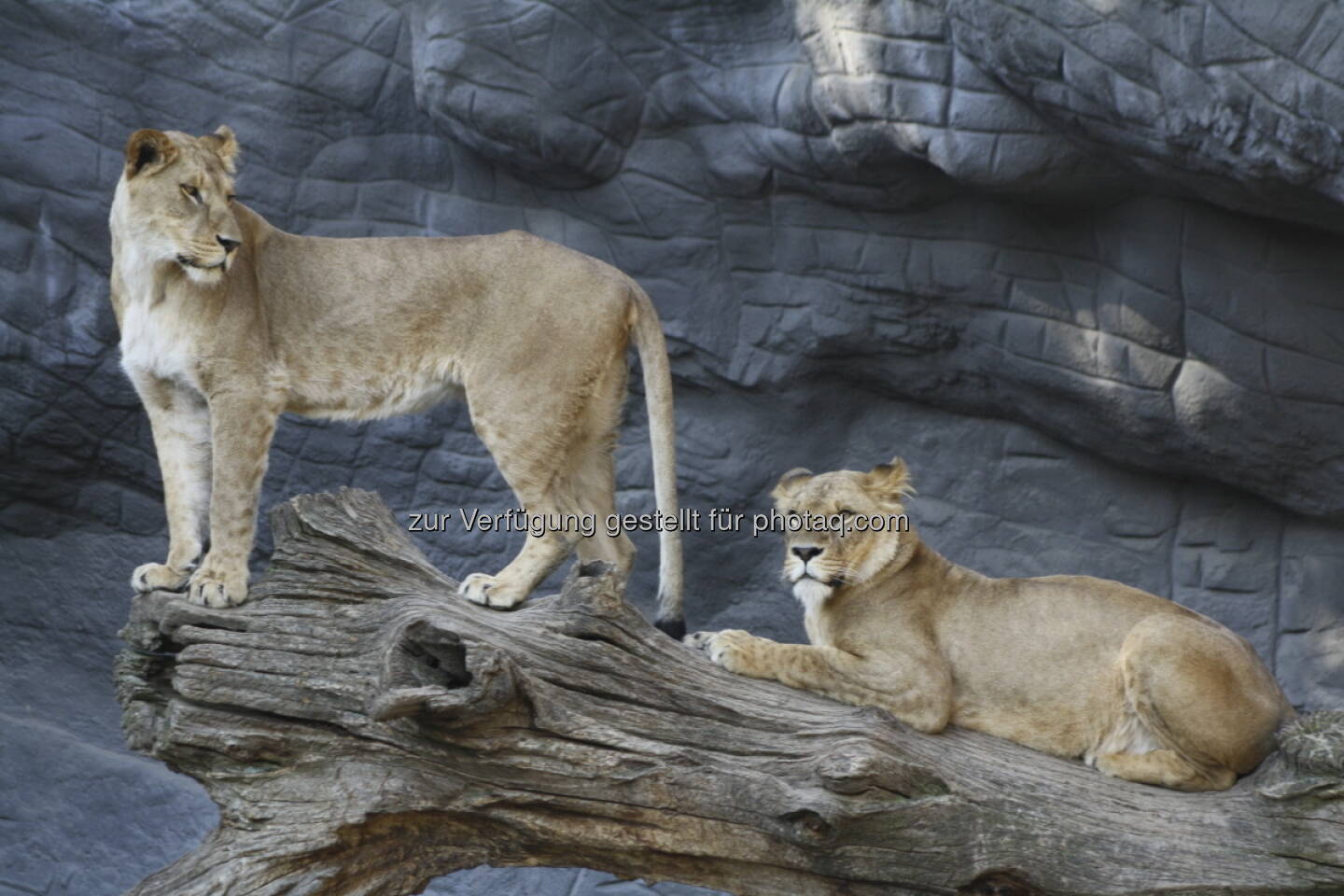 Löwen im Tierpark Hagenbeck in Hamburg 