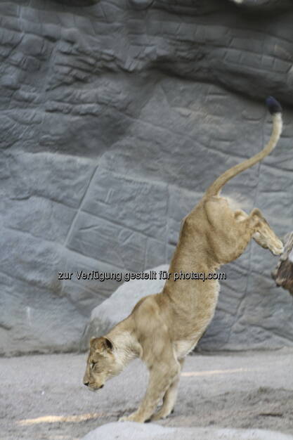 Löwen im Tierpark Hagenbeck in Hamburg , © Birgit Zabel (11.06.2013) 