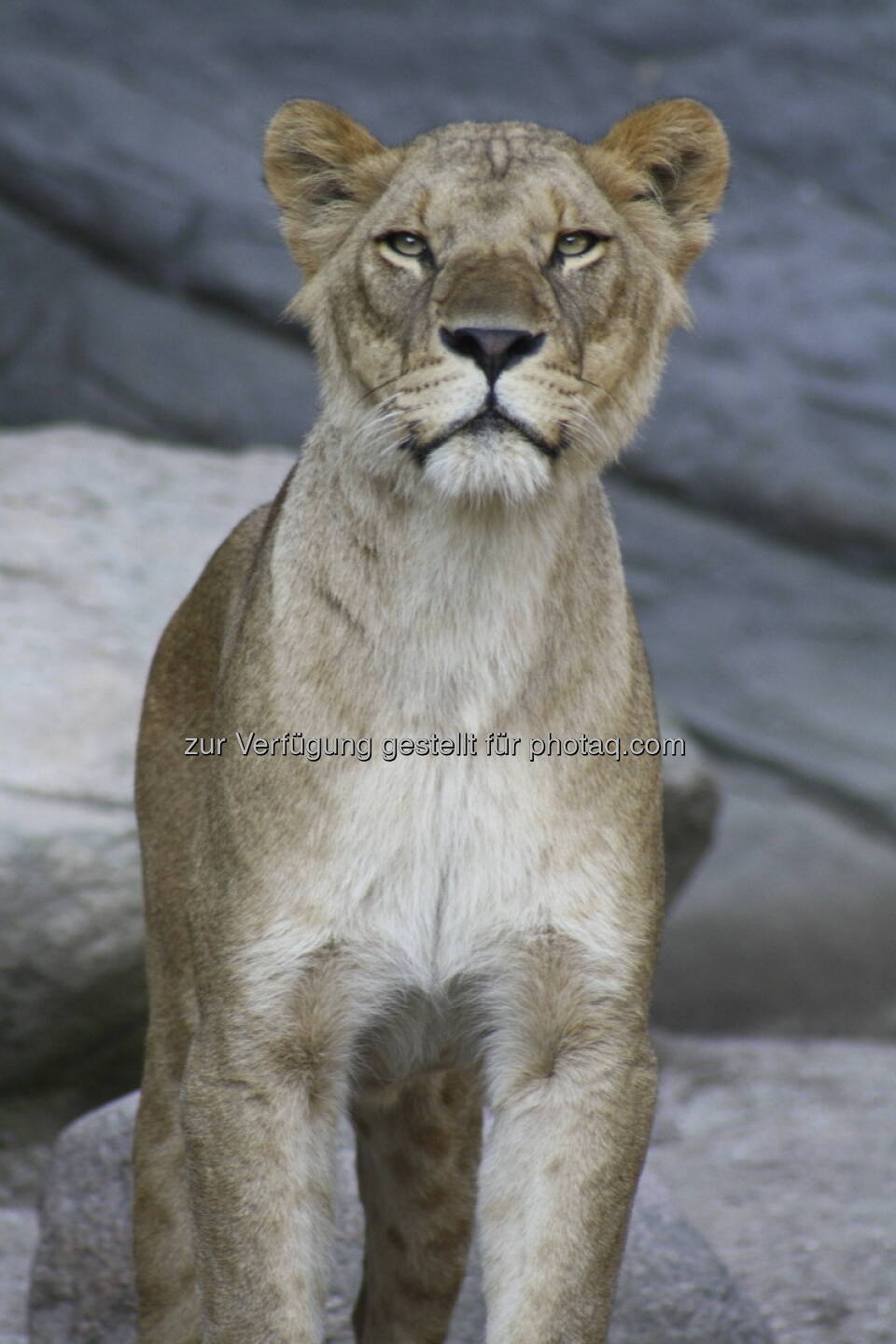 Löwen im Tierpark Hagenbeck in Hamburg 