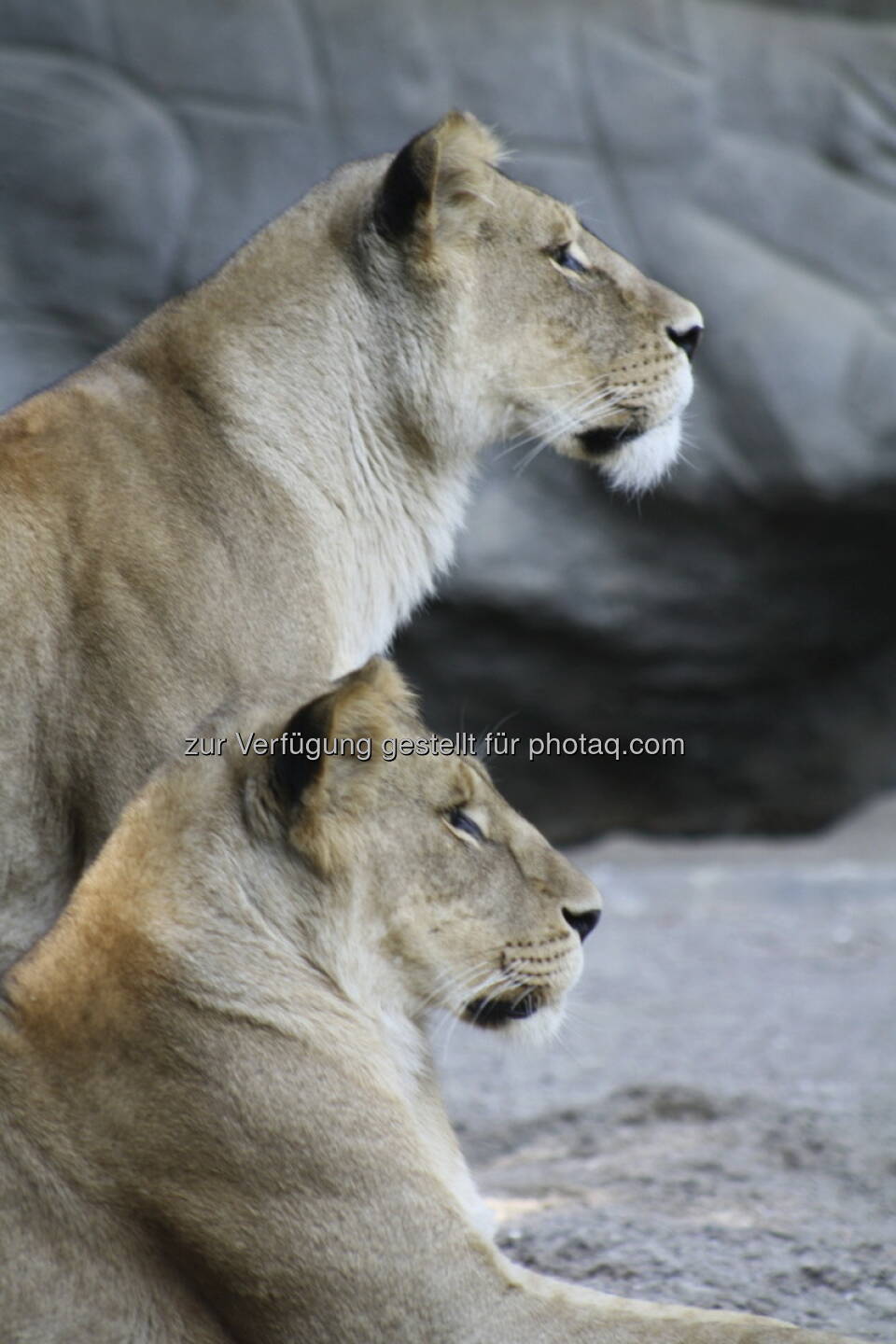 Löwen im Tierpark Hagenbeck in Hamburg 