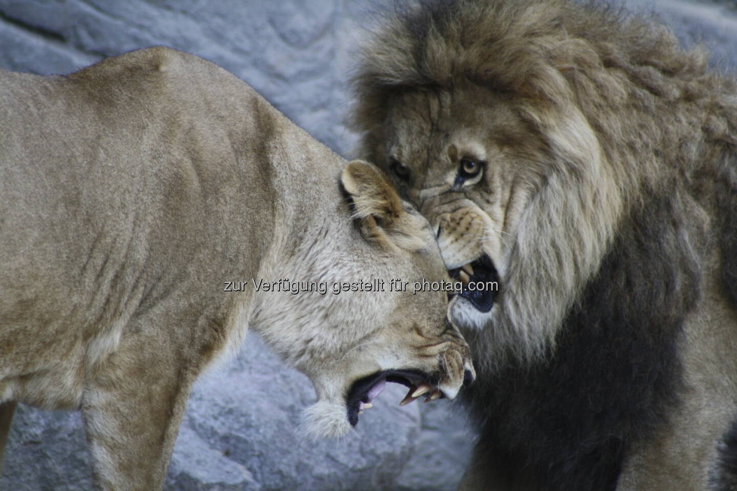 Löwen im Tierpark Hagenbeck in Hamburg 