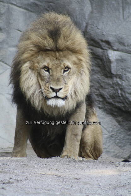 Löwen im Tierpark Hagenbeck in Hamburg , © Birgit Zabel (11.06.2013) 