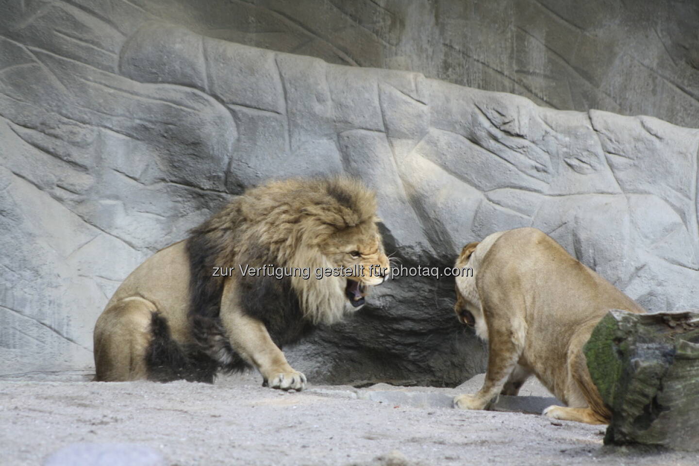 Löwen im Tierpark Hagenbeck in Hamburg 