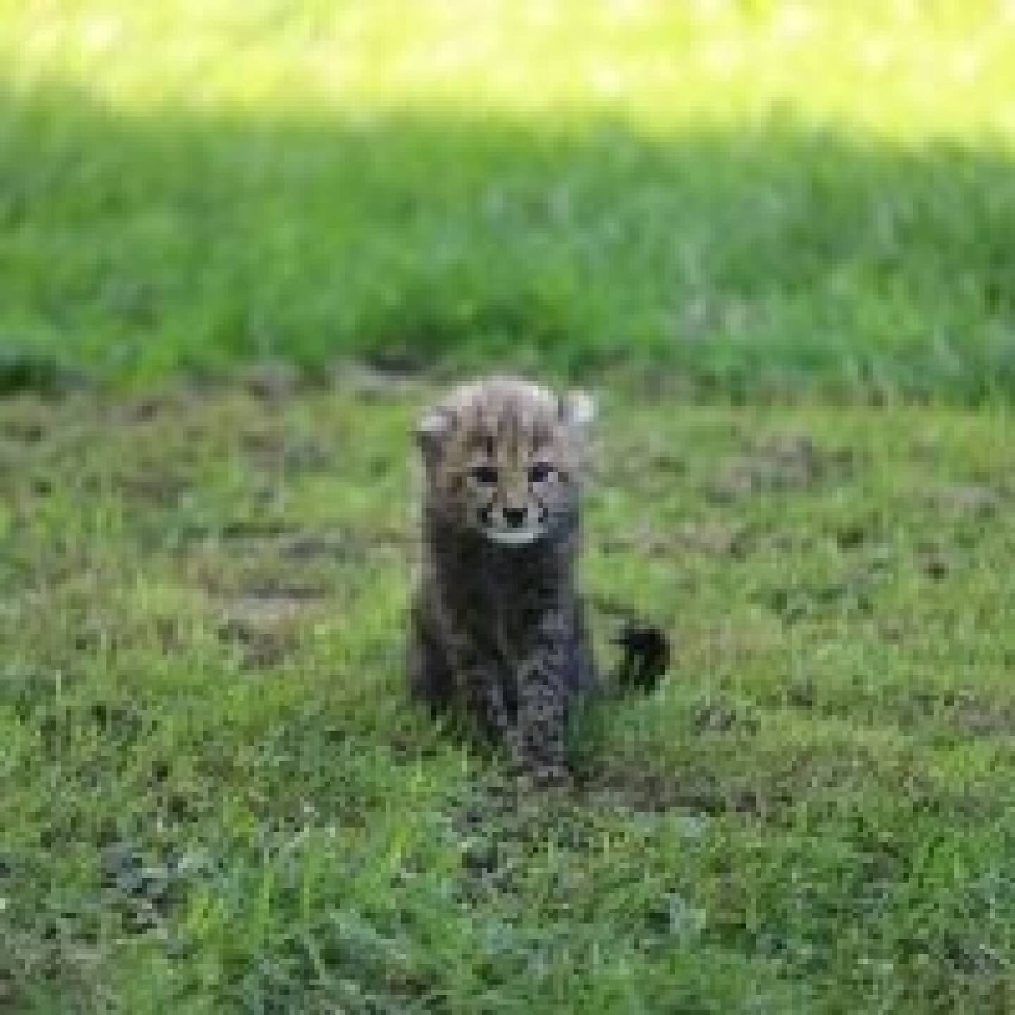 Am 25. Mai 2018 erblickte Geparden-Nachwuchs – 3 Jungs und ein Mädchen – das Licht der Welt im Salzburger Zoo. Palfinger übernimmt die Patenschaft für eines dieser Geparden-Babies. Seit Ende Juli ist Palfinger nun Pate von dem kleinen Geparden-Mädchen des Wurfs. Eine interne, Österreichweite Mitarbeiterumfrage half bei ihrer Namensfindung: sie hört nun auf den Namen Niara. Dieser hat die Bedeutung, dass die Kleine für „etwas Großes bestimmt“ ist. Mit unserer Patenschaft unterstützen wir den Zoo nicht nur z.B. bei der Versorgung mit Futter, sondern finanzieren auch die Errichtung eines Futterlifts, so Sprecher Hannes Roither in einem Company-Blog. Bildquelle: palfinger.ag