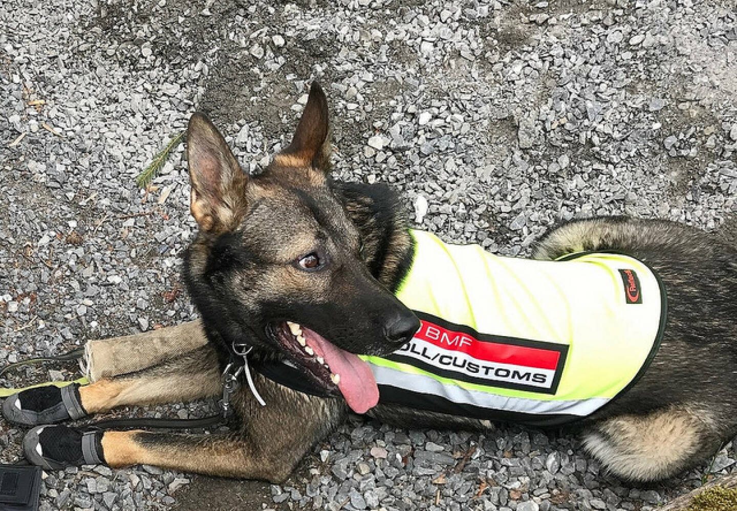 Staatssekretär Fuchs gratuliert Zoll-Diensthundeführern zu weiterem erfolgreichen Schlag gegen Suchtgiftkriminalität, Zoll-Diensthund Lennox, Drogenhund, Steuer, Polizeihund, Credit: BMF