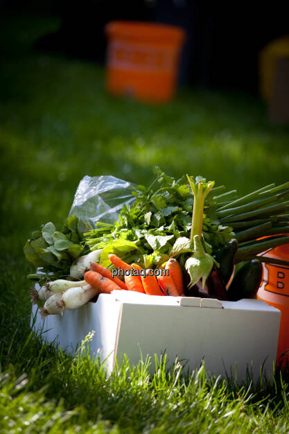 Gemüse, Jungzwiebel, Karotten, © Michaela Mejta (23.05.2019)