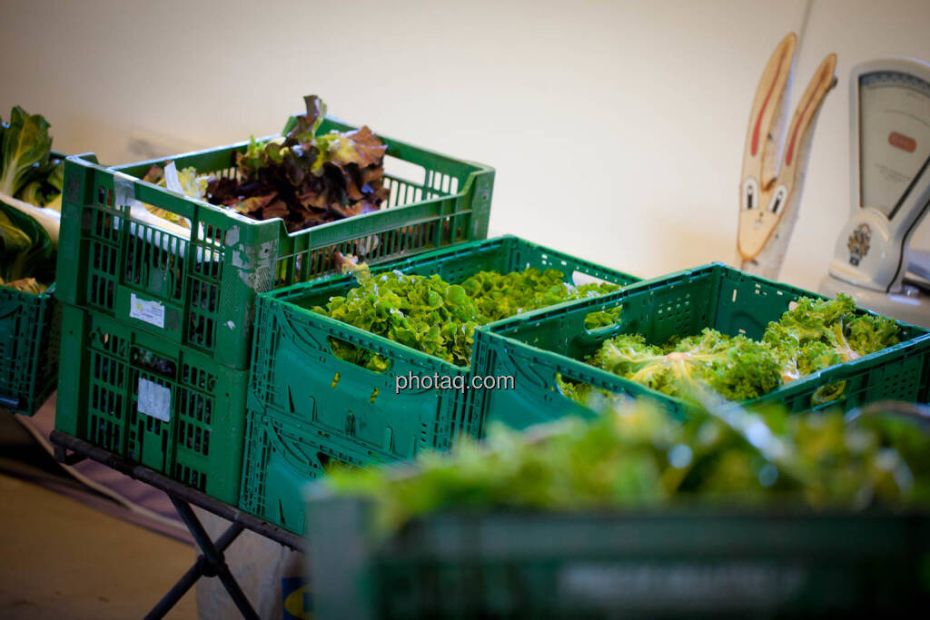 Gemüse, Salate vom Biohof Mader, © Michaela Mejta (23.05.2019) 