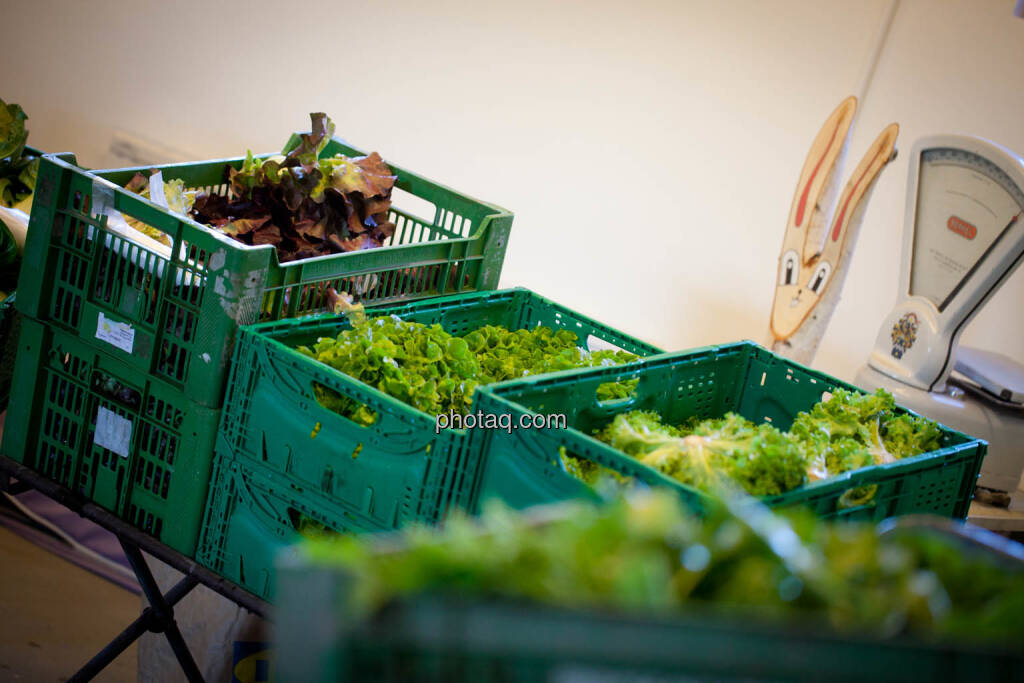 Gemüse, Salate vom Biohof Mader , © Michaela Mejta (23.05.2019) 