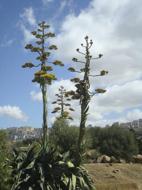 Agaven, Sizilien, © Gabriele Hartweger (05.07.2013) 