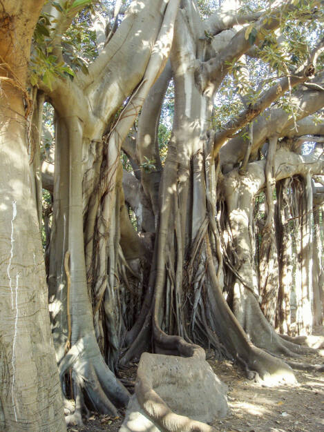 Gummibaum, Sizilien, © Gabriele Hartweger (05.07.2013) 