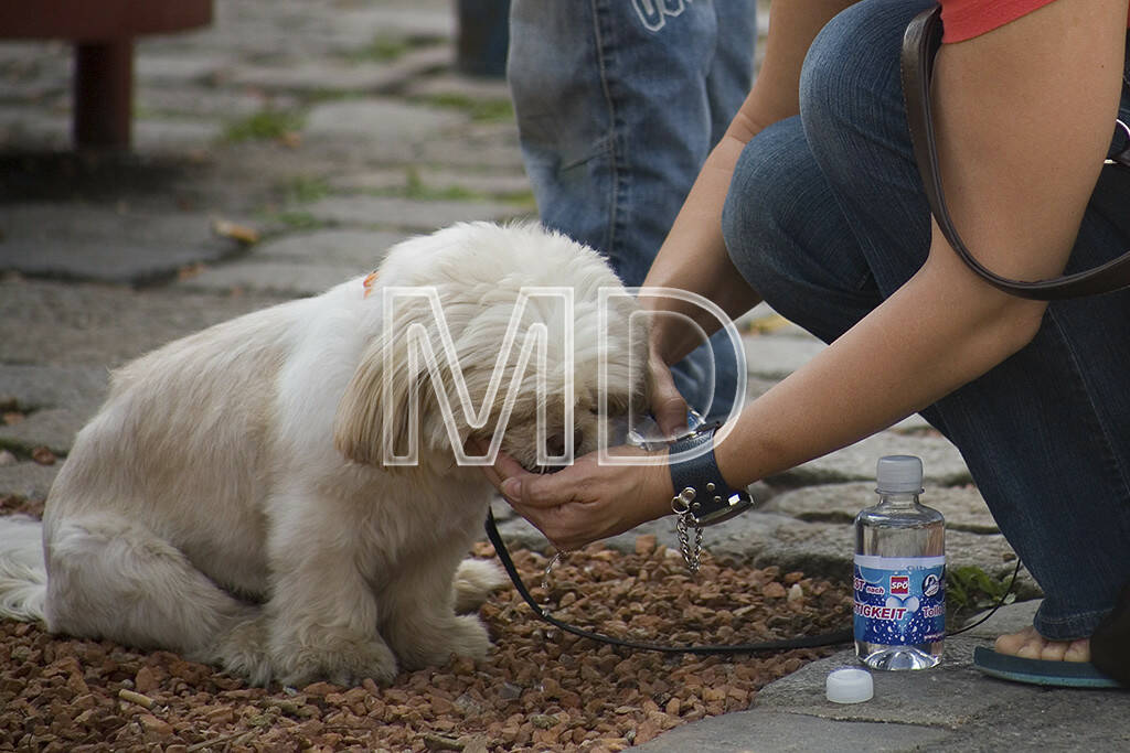 Hund trinkt, © www.martina-draper.at (08.07.2013) 