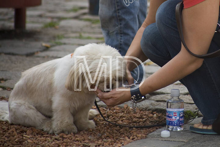 Hund trinkt Bild 8039 // Sommer