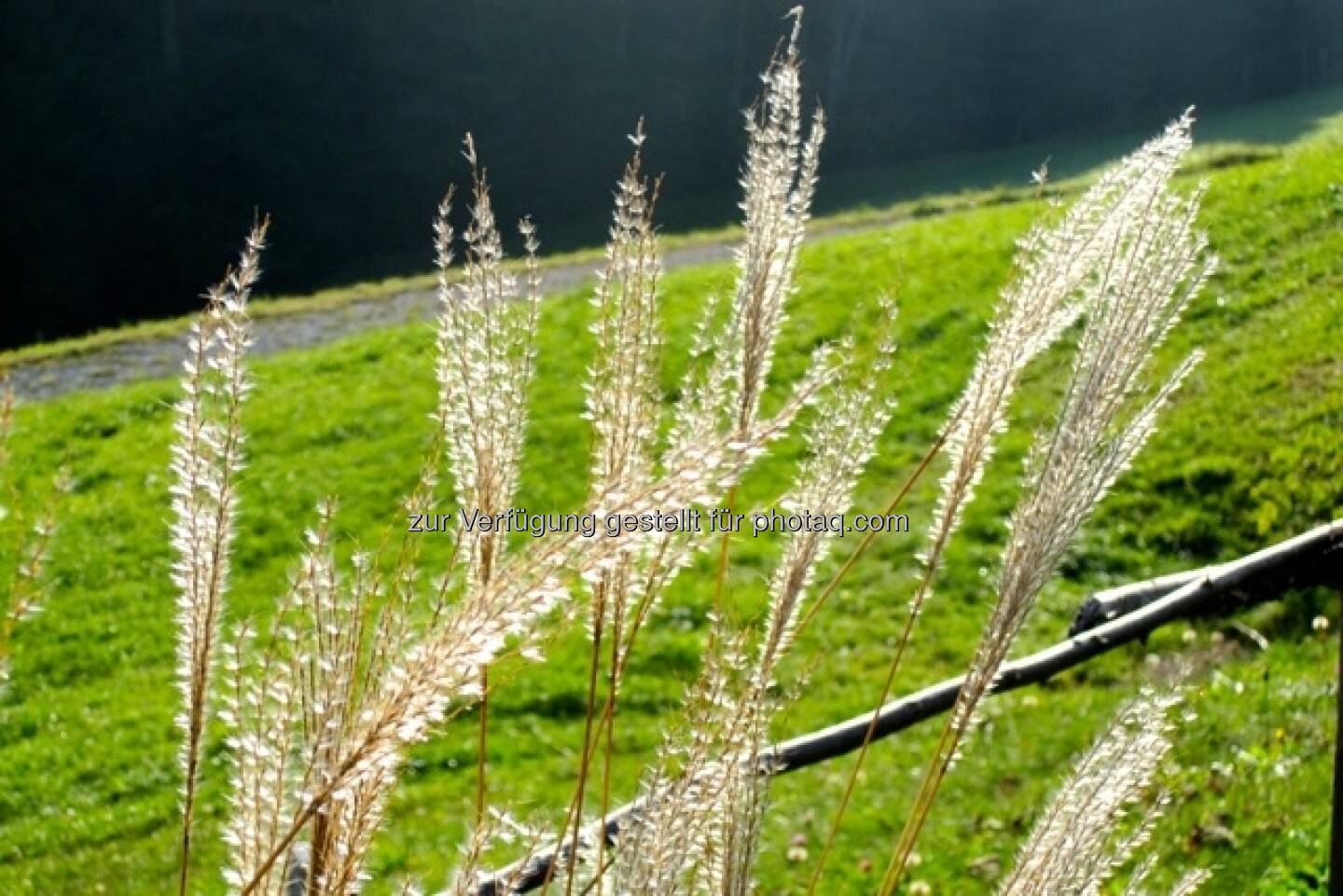 Wiese; Alpbach