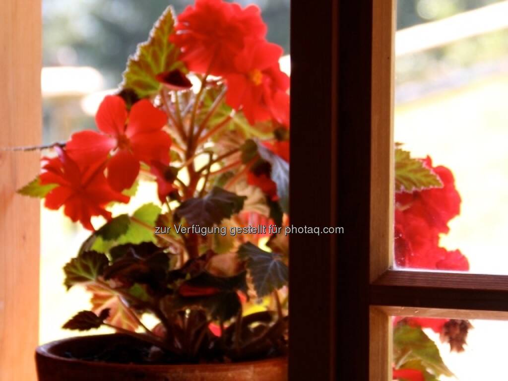 Blumen; Alpbach, © Susanne Lederer-Pabst (10.07.2013) 